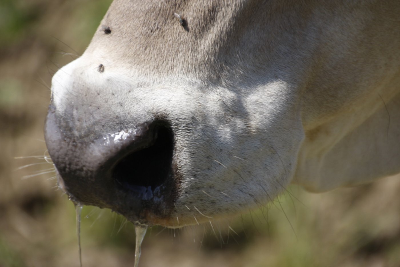 Im August sind auf zwei Urner Alpen Kühe positiv auf die Bovine Virus-Diarrhoe (BVD) getestet worden. (Bild lid)