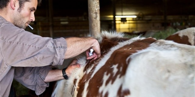 2013 wurden 7% weniger Antibiotika für den Einsatz in der Tiermedizin verkauft. (Bild Peter Baracchi/GST) 
