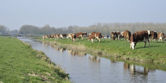 Die EU (hier ein Bild aus Holland) will zusätzlich zum Käse weitere Bereiche öffnen für Freihandel mit der Schweiz. (Bild lid)