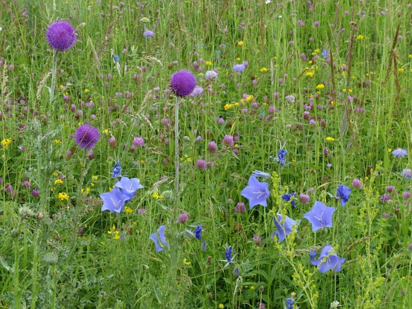 IP-Suisse setzt sich für die Biodiversität ein. (Bild pixabay)