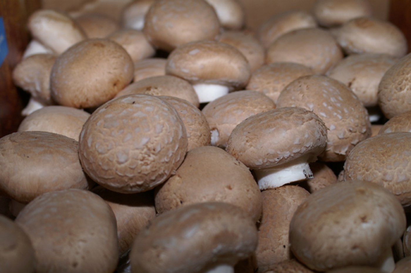 Die partnerschaftliche Zusammenarbeit mit den Abnehmern hat sich bei der Gerber Champignons AG gelohnt. (Bild lid)