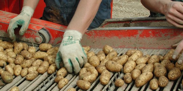 Der Bruttoertrag liegt über alle Segmente gesehen mit 377 Kilogramm je Are tiefer als im Vorjahr, als der Ertrag bei 403 Kilogramm lag. (Symbolbild BauZ)