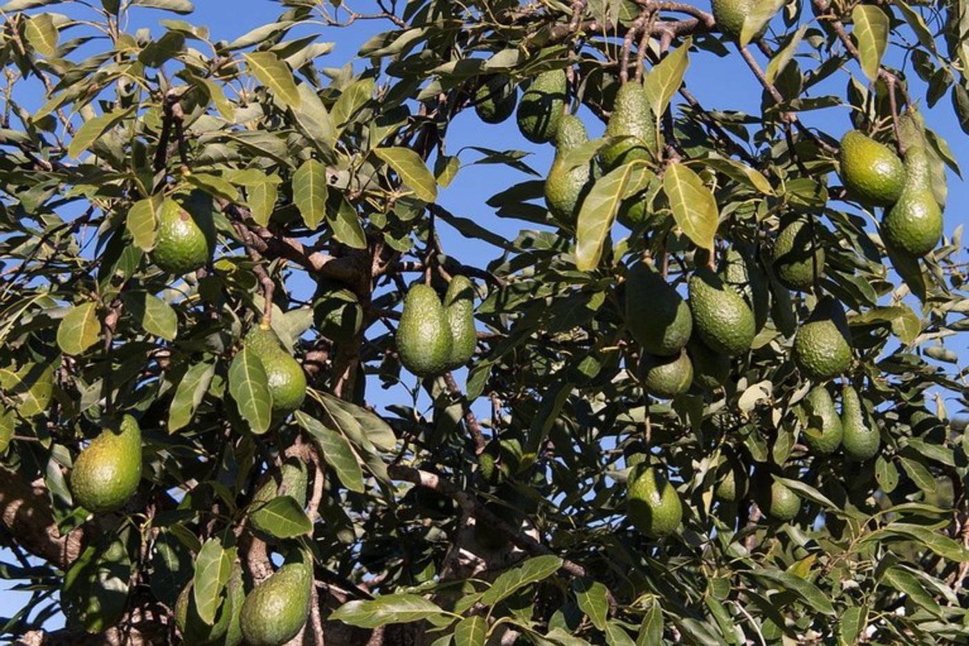 In voller Reife weist die Schale der Hass-Avocado eine schwarze Farbe auf. (Bild Pixabay)