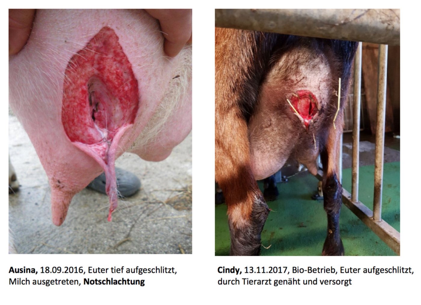 Die Medienmitteilung enthält Bilder von erheblichen Verletzungen. (Bild SZZV)
