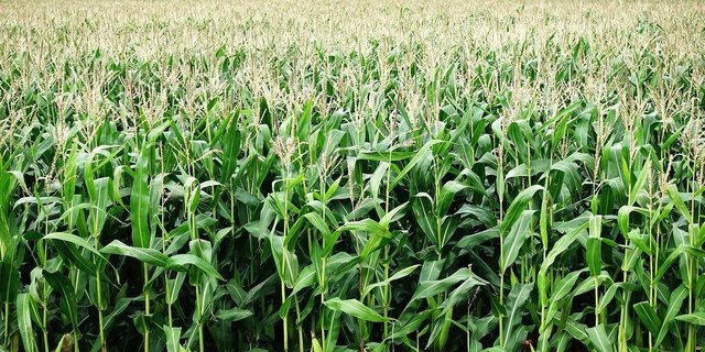 Bt-Mais ist gegen Schädlinge resistent. (Symbolbild Pixabay)