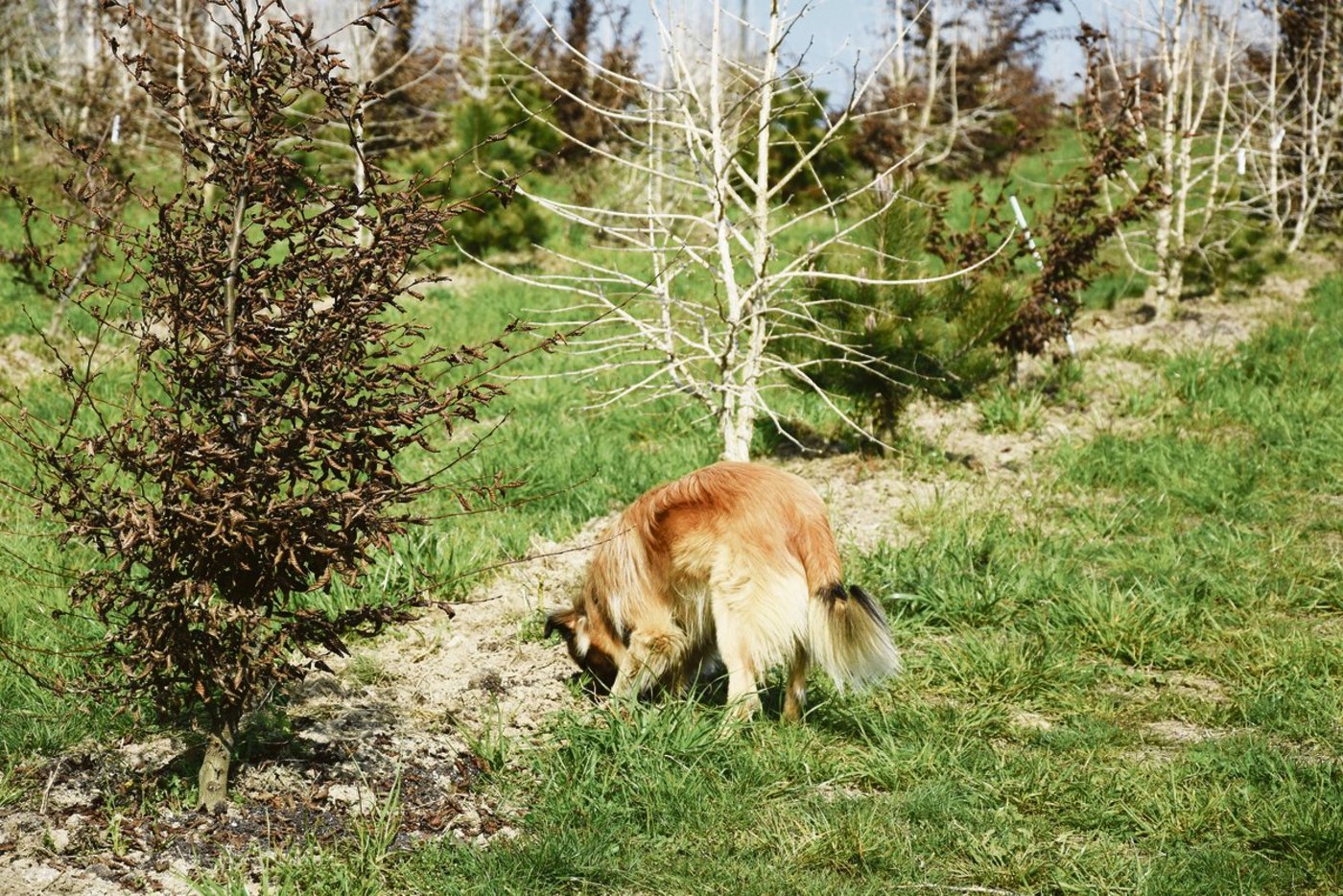 Hier darf er graben: Pyrenäenschäferhund «Milou» wird zum Trüffelhund ausgebildet und soll in Zukunft die Pilz-Ernte aus der Erde holen.(Bild  uok)