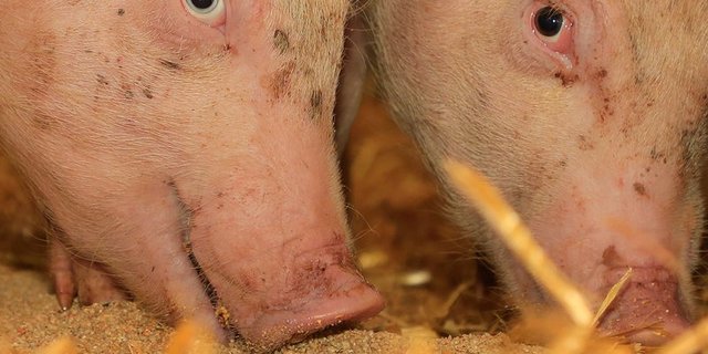Der Handel sowohl von lebenden Tieren als auch von Samen, Tiernahrung, Fleisch und Nebenprodukten solle aufrechterhalten bleiben. (Bild Peter Röthlisberger)