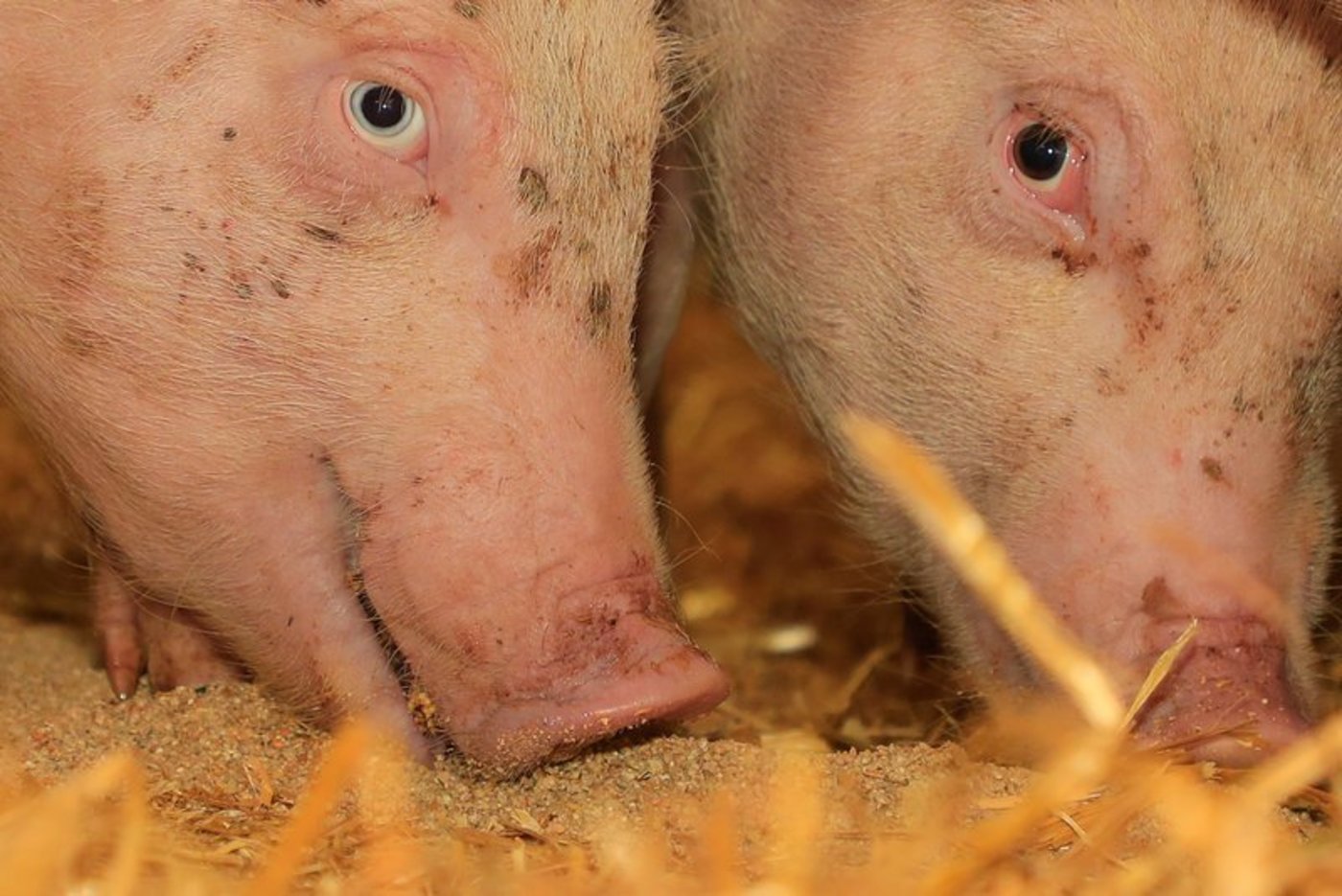 Der Handel sowohl von lebenden Tieren als auch von Samen, Tiernahrung, Fleisch und Nebenprodukten solle aufrechterhalten bleiben. (Bild Peter Röthlisberger)