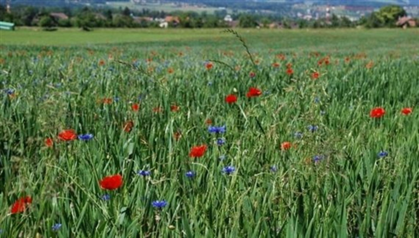 Biodiversität ist ohne Abstriche bei der Nahrungsmittelproduktion möglich. (Bild Jeanne Woodtli)