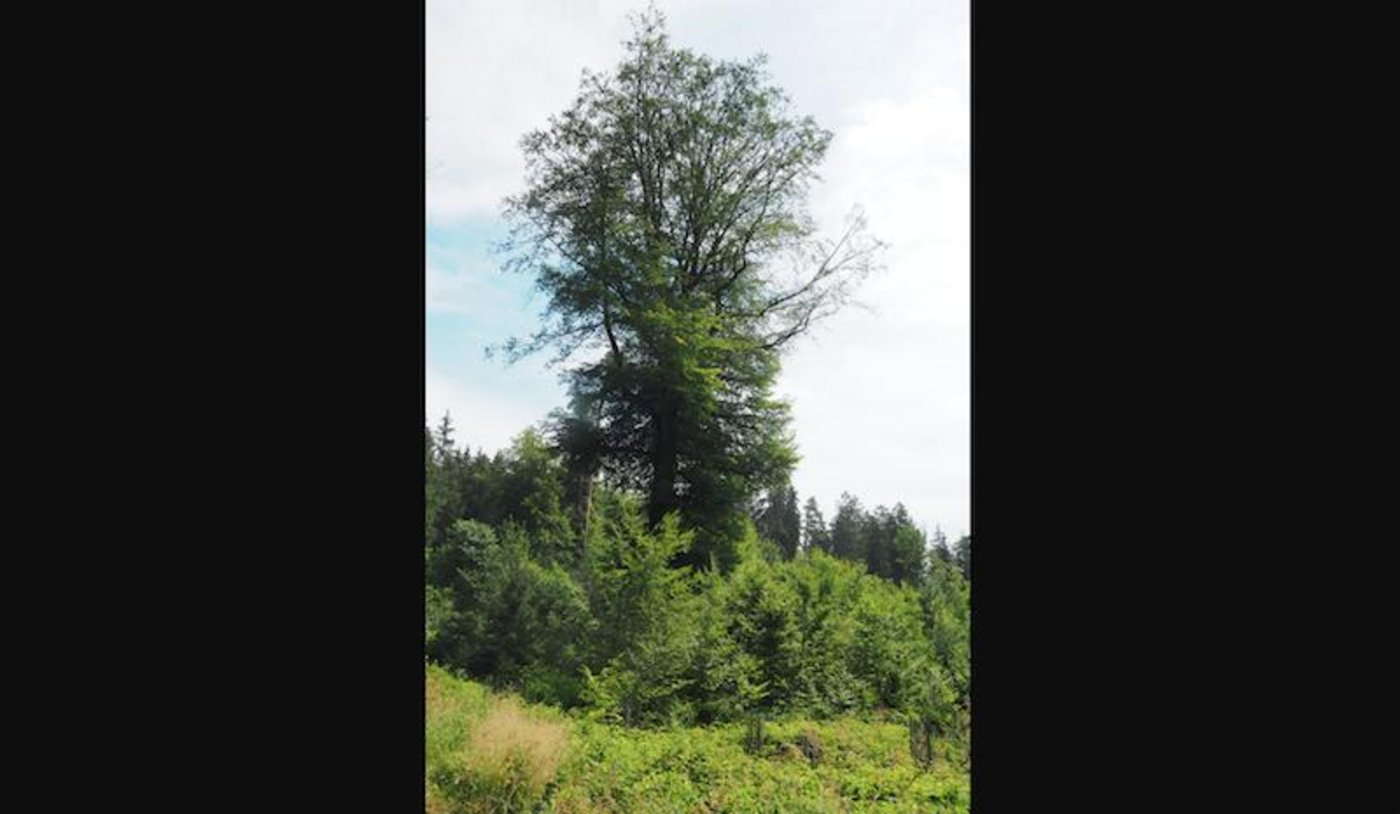 In den nächsten 50 Jahren wird diese rund 200 Jahre alte Buche im Thurgauer Forstrevier Seerücken sich selbst überlassen und darf nicht gefällt werden.  Dafür gibt es für den Besitzer eine finanzielle Entschädigung. (Bild chw)  