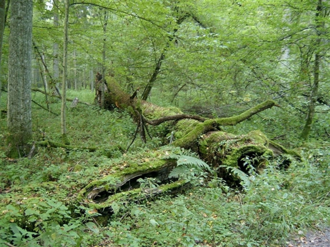 Der Białowieża-Urwald gilt als letzter Tiefland-Urwald Europas. (Bild Ralf Lotys) 