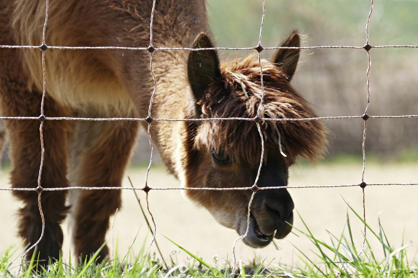 Aus Sicht der Umweltverbände sind tiefere Risszahlen bis zu Eingriffen in die Wolfsbestände bei Rindern und Pferden angebracht, nicht aber bei Alpakas und Lamas. (Bild gamagapix / Pixabay) 