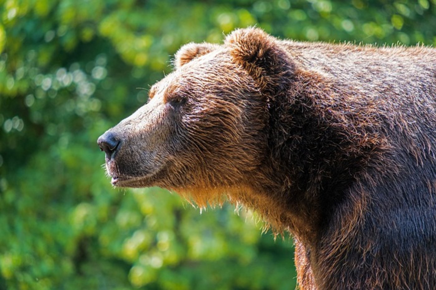 Bei den Bauern in der Region ist die Sorge gross: "Die Schafe sind wie ein gedeckter Tisch für den Bären", sagt Almbauer Josef Glatz aus Garmisch-Partenkirchen. (Symbolbild Pixabay)