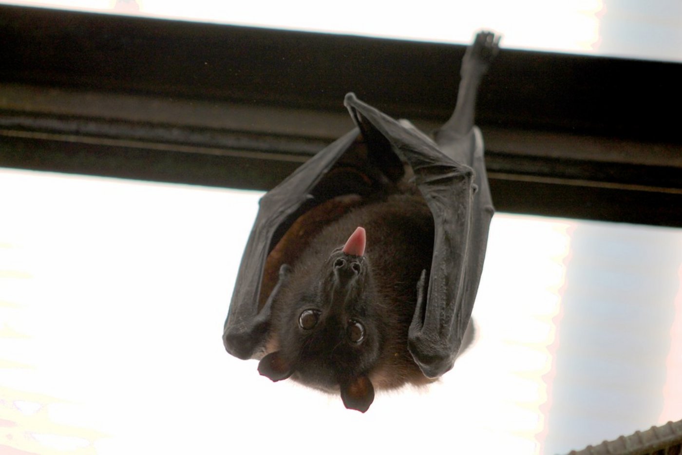 Die Analysen der Schweizerischen Tollwutzentrale in Bern ergaben im Nachhinein, dass die Fledermaus in der Tat das Virus in sich trug. (Symbolbild Pixabay)