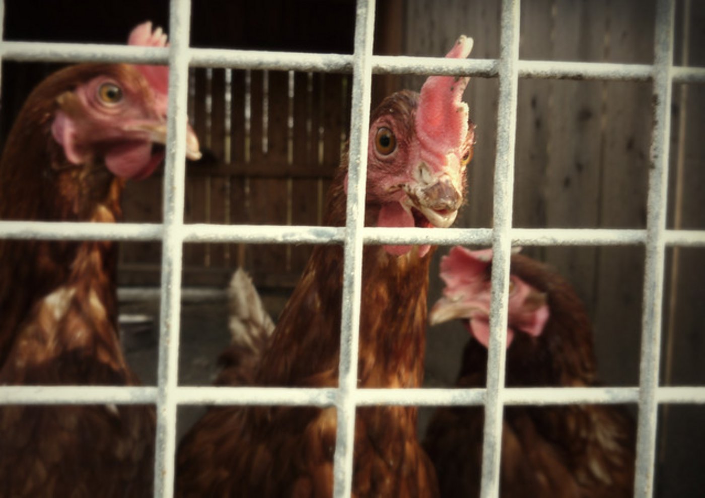 Die EU-Bürgerinitiative fordert ein striktes Untersagen der Käfighaltung von Legehennen, Junghennen, Mastelterntieren, Legeelterntieren, Wachteln, Enten und Gänsen sowie von Kaninchen. (Symbolbild Flickr Krystian OlszanskiFlickr)