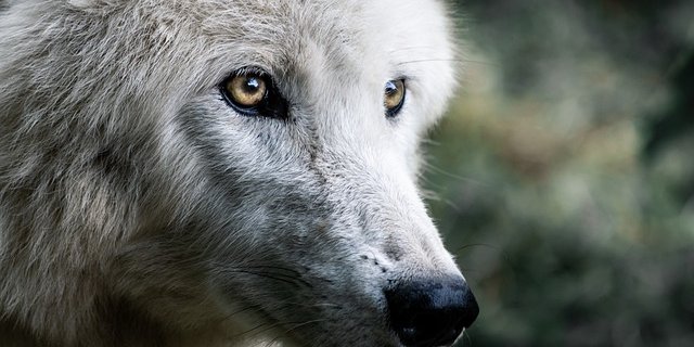 Die Vorlage zum revidierten Jagdgesetz ist bereit für die Schlussabstimmungen, danach entscheidet noch das Volk. (Symbolbild Pixabay)