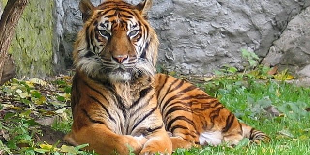 Sumatra-Tiger gehören zu den kleinsten Tigern. (Bild Monika Betley)