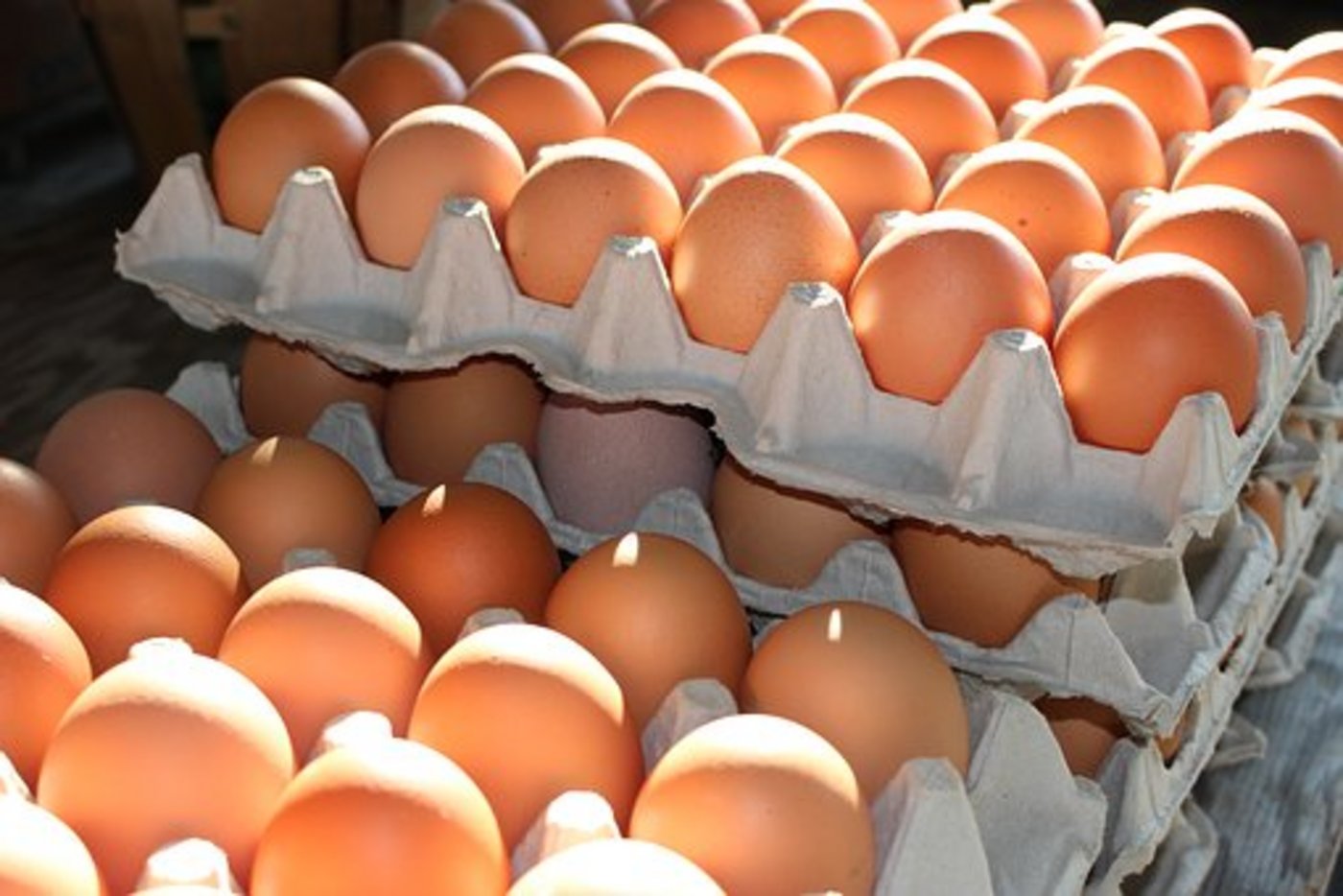 Ende Juli war bekannt geworden, dass Millionen von Hühnereiern mit der Chemikalie Fipronil verseucht sind. (Bild Pixabay)