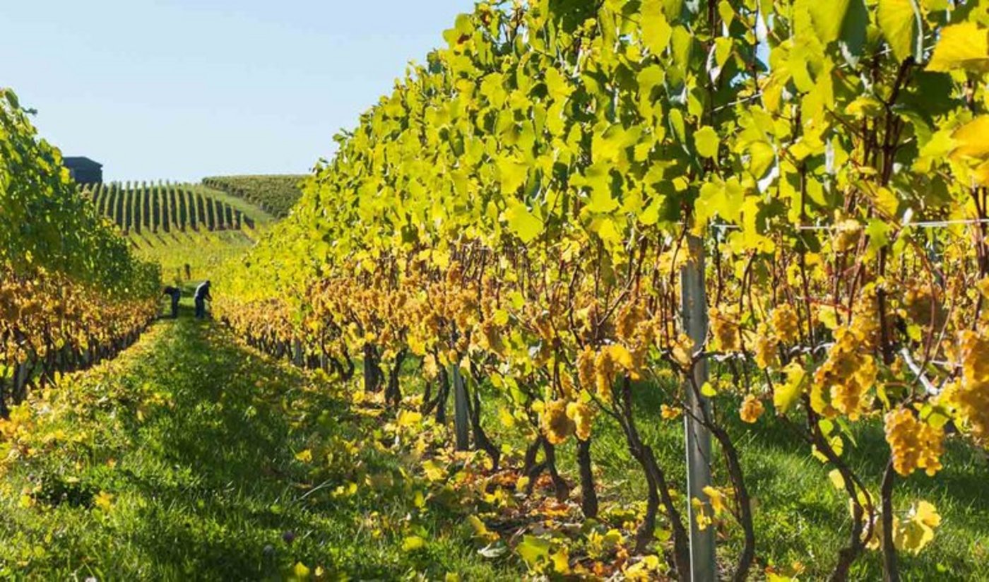  Divona heisst die erste multiresistente weisse Rebsorte der Forschungsanstalt Agroscope. (Bild Pixabay)