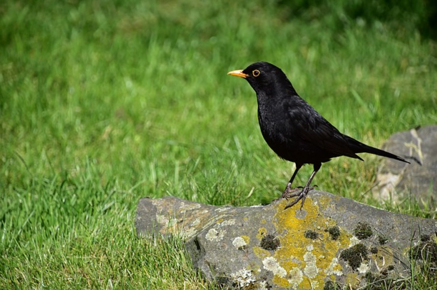Bereits hört man in der Dämmerung die Amseln singen. Sie sind die ersten Frühlingsstimmen. (Bild Pixabay)