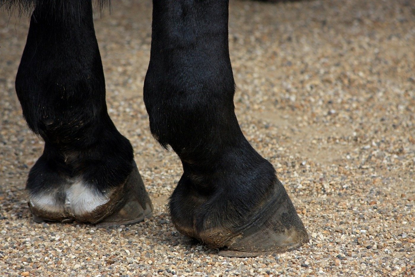 Es gab eine Informationspanne: Nach einer Meldung beim örtlichen Tierschutzverein wurde der Veterinärdienst nicht benachrichtigt. (Symbolbild Pixabay)