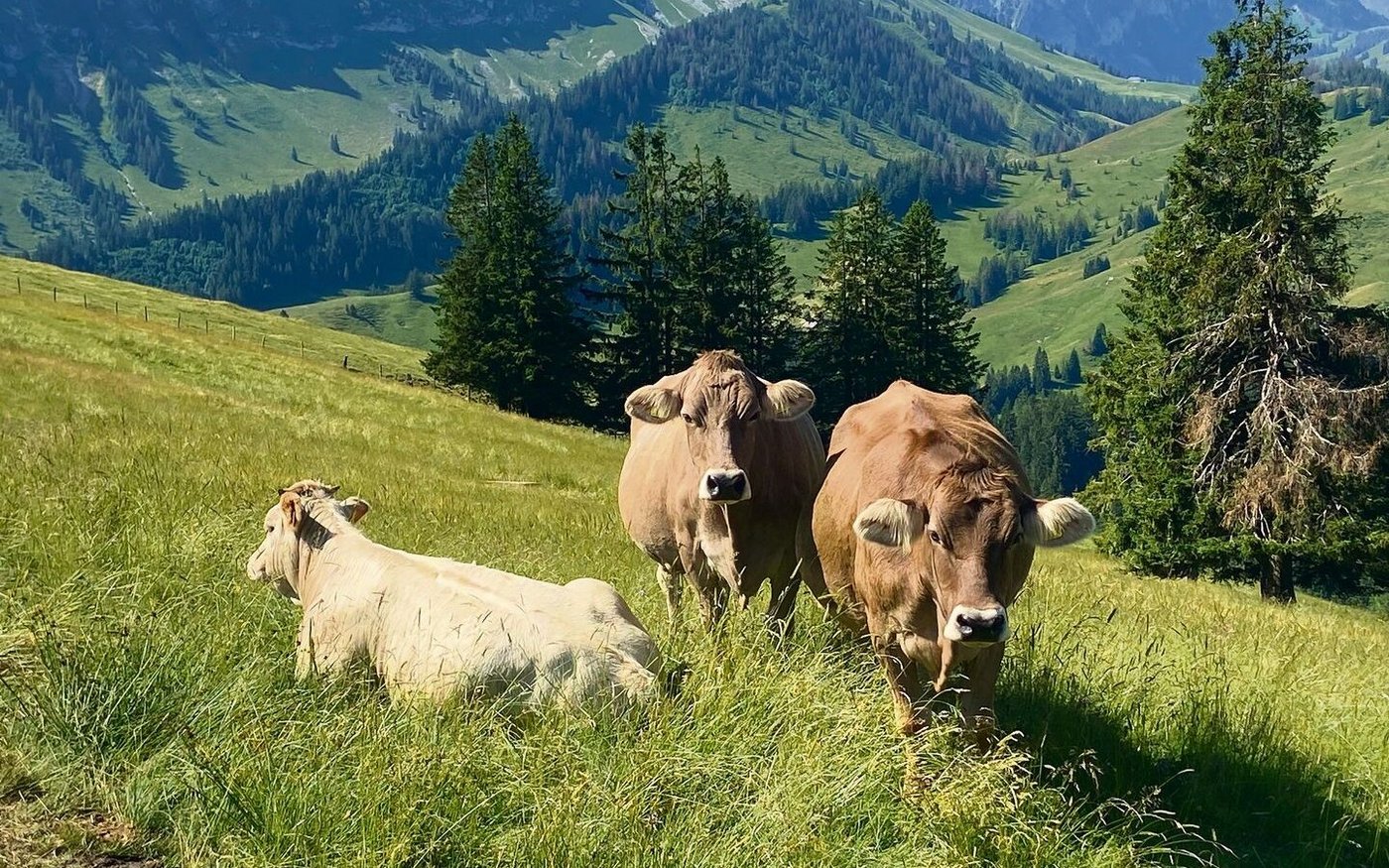 «Im Moment ist der Verband einfach noch sehr stur», sagt Kaspar Tschümperlin, der Züchter dieser Tiere. Obwohl viele seiner hornlosen Kühe über 99 Prozent Blutanteil haben, werden sie im OB-Herdebuch nicht akzeptiert.  
