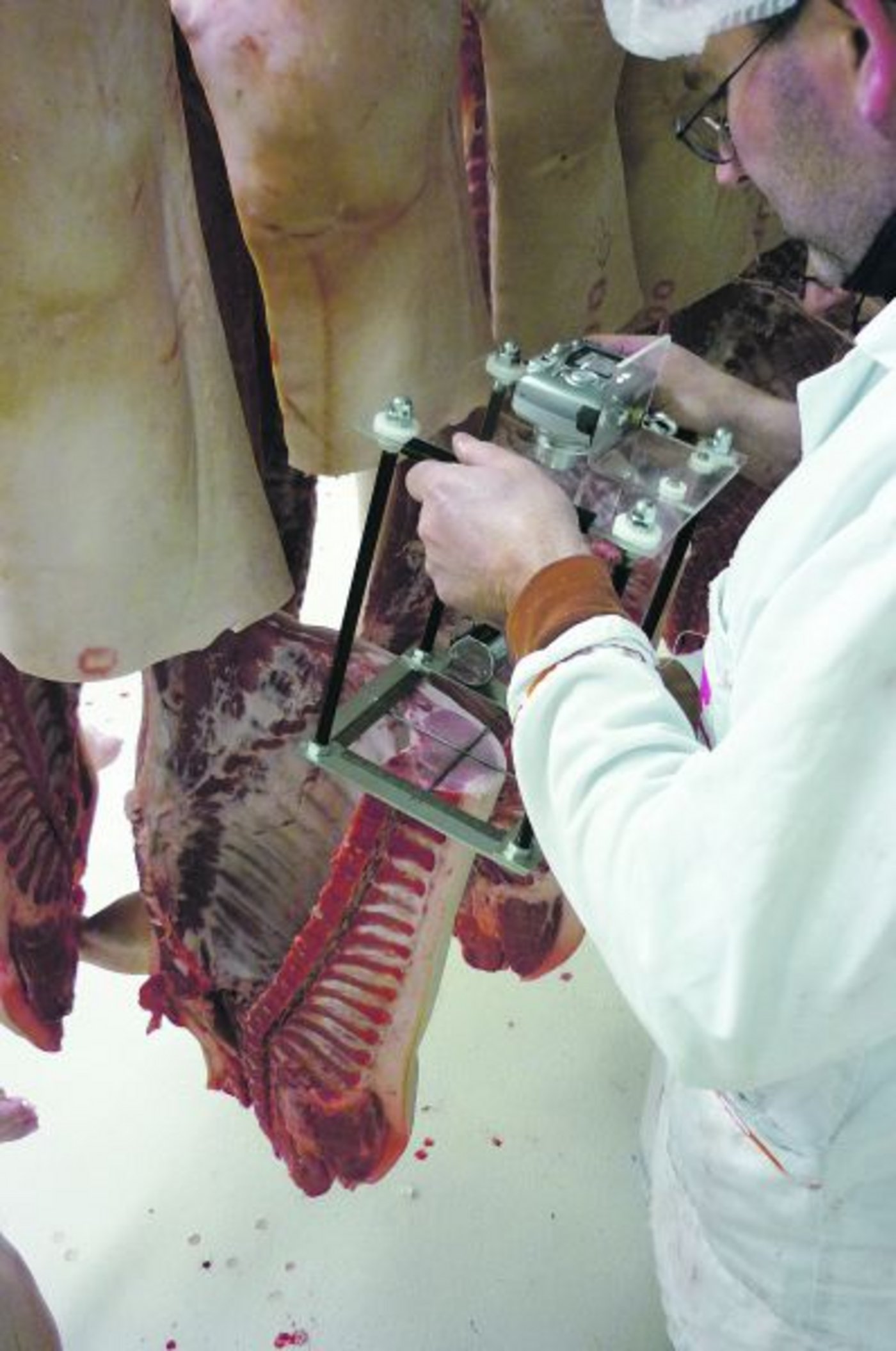 Nicht nur viel, sondern gutes Fleisch soll das Schwein hergeben in der Schweiz. Hier misst Suisag-Mitarbeiter Beat Rölli das Fleisch-Fettverhältnis am Schlachtkörper. (Bild Suisag)