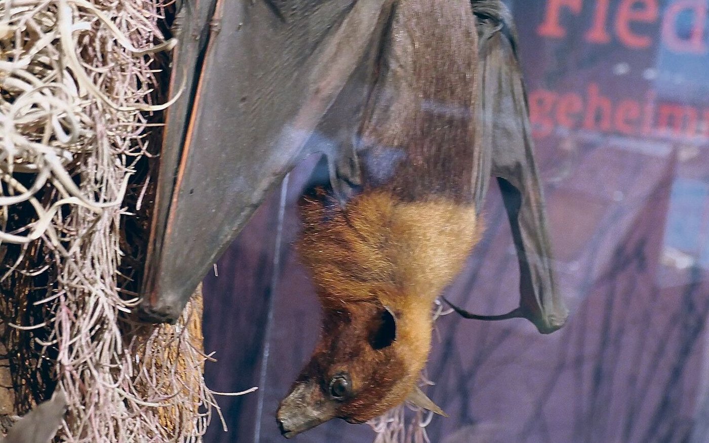 An der Ausstellung ist ein Präparat einer Fledermaus zu sehen, die sich kopfüber in der Ruheposition befindet.  