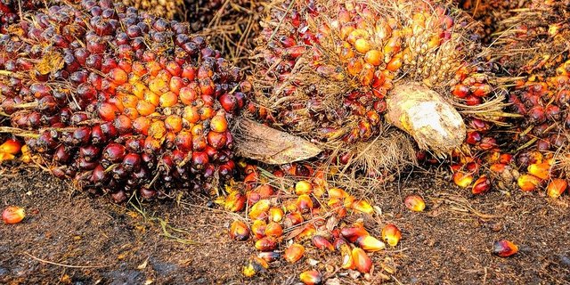 Für Diskussionen gesorgt hatten die Palmölexporte Indonesiens. (Bild Pixabay)