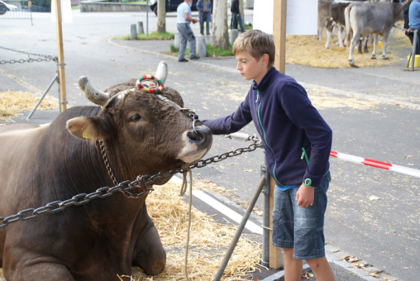 An der Stierenschau gab es einiges an imposanten und schön dekorierten Tieren zu bestaunen. (Bild Michael Götz)