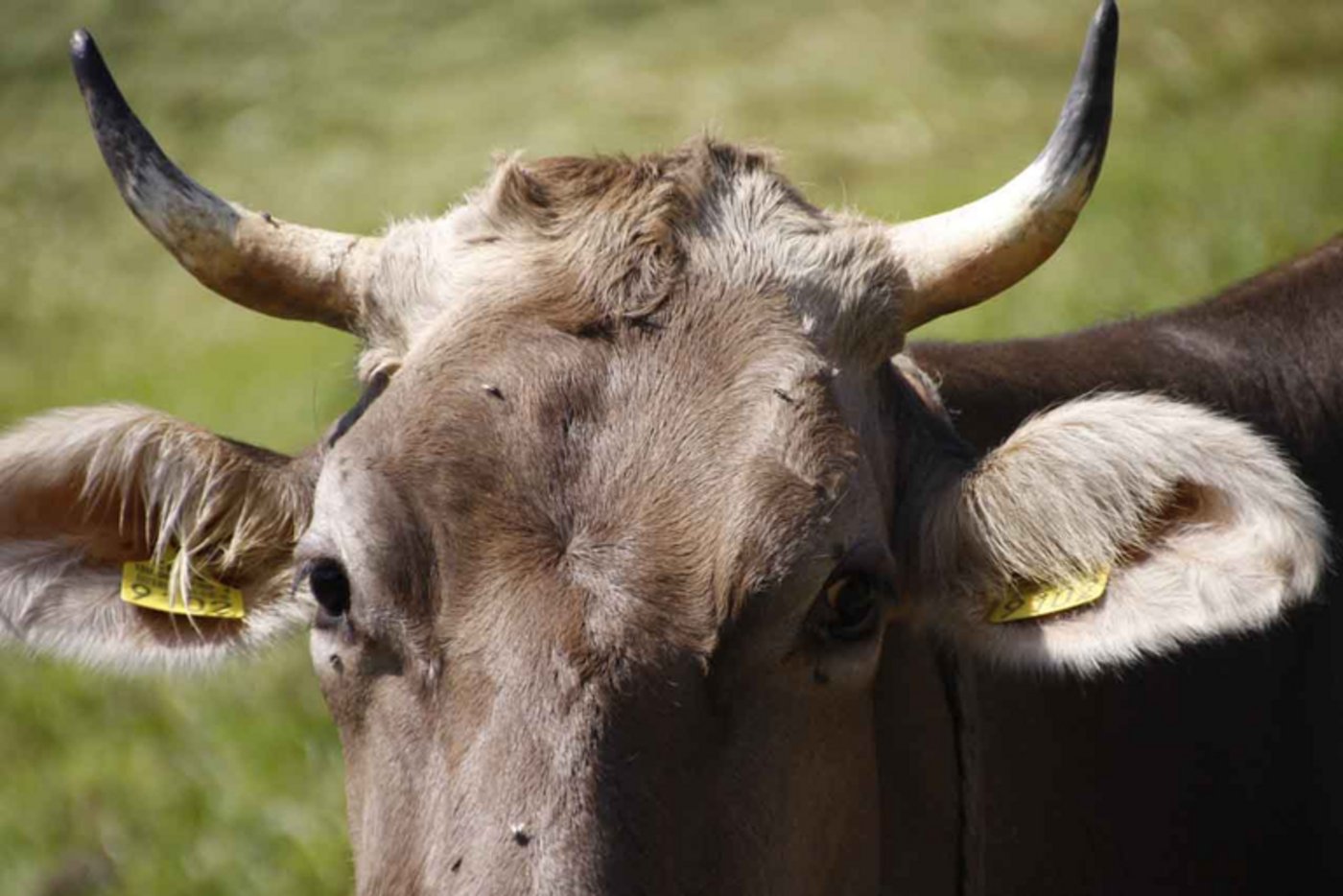 Immer mehr kantonale Bauernverbände sprechen sich gegen die Hornkuh-Initiative aus. (Bild lid)