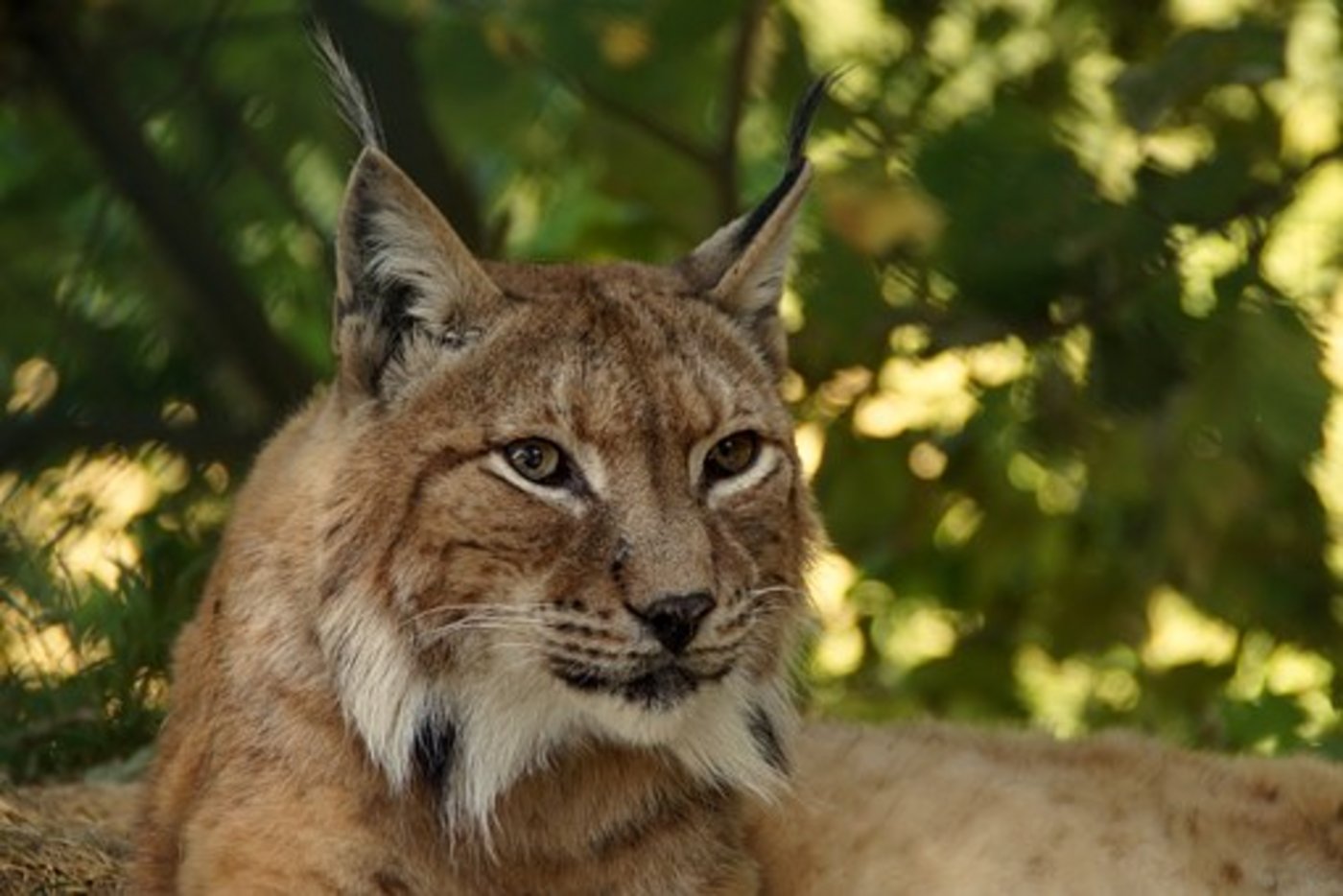 Die Luchs-Population nimmt rasch zu. (Symbolbild Pixabay)