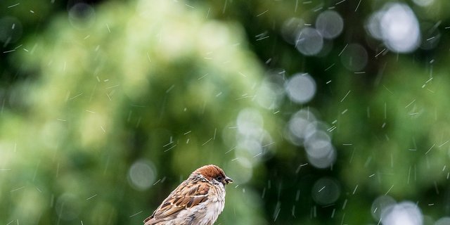 Der Regen brachte Linderung der Trockenheit, die Feuerverbote konnten daher aufgehoben werden. (Bild Pixabay)