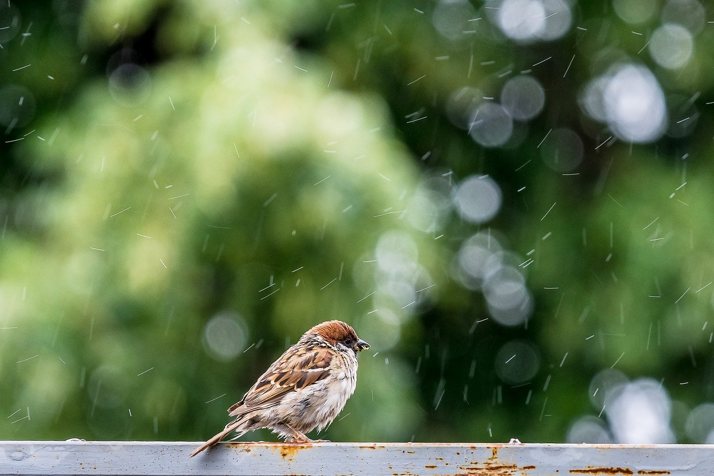 Der Regen brachte Linderung der Trockenheit, die Feuerverbote konnten daher aufgehoben werden. (Bild Pixabay)