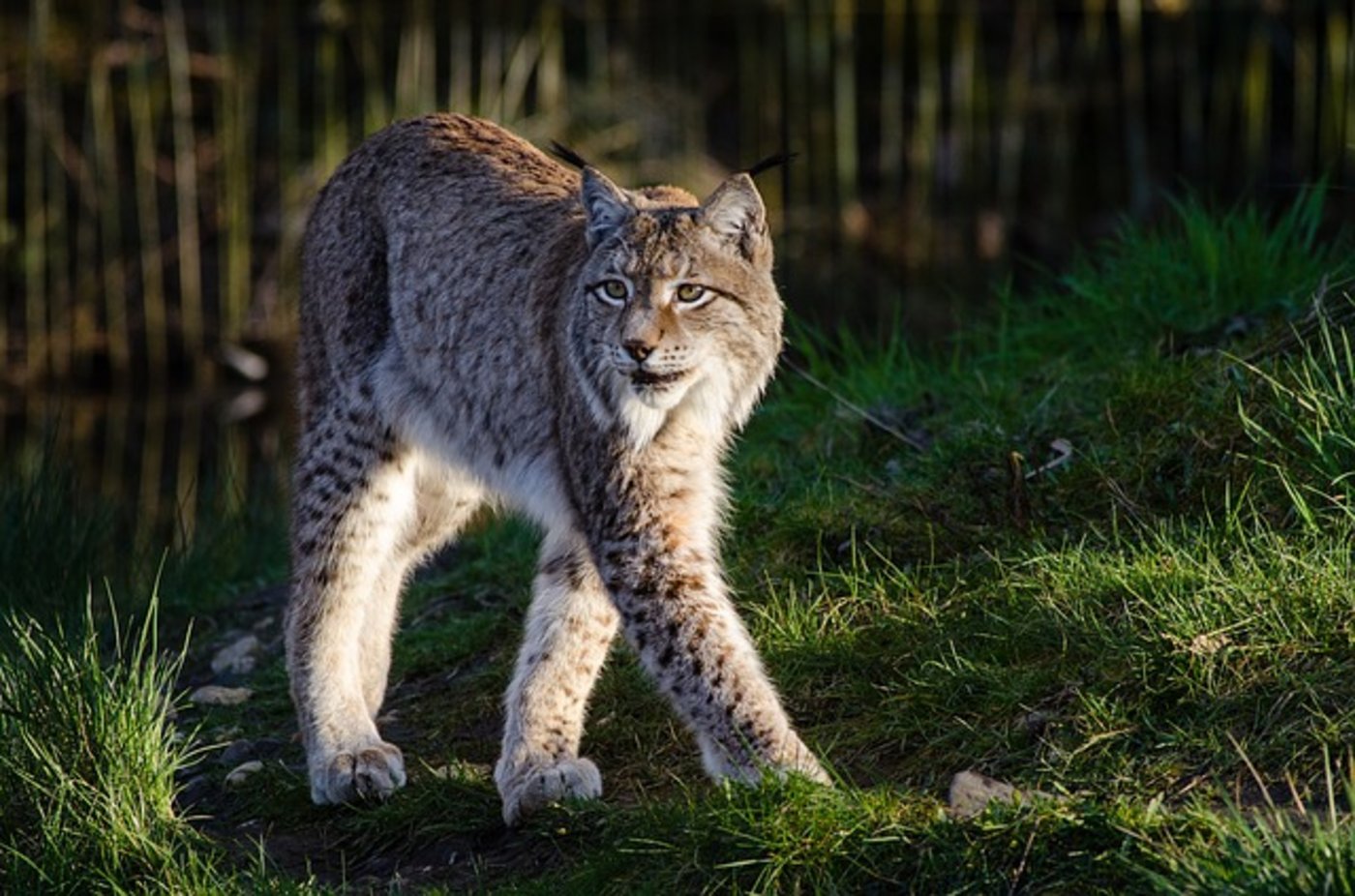Luchse sind streng geschützt, daher wurde das verirrte Jungtier im Tierpark Goldau grossgezogen. (Symbolbild Pixabay)
