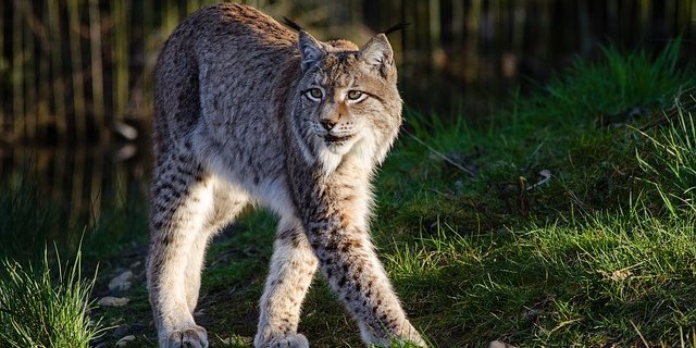 Luchse sind streng geschützt, daher wurde das verirrte Jungtier im Tierpark Goldau grossgezogen. (Symbolbild Pixabay)