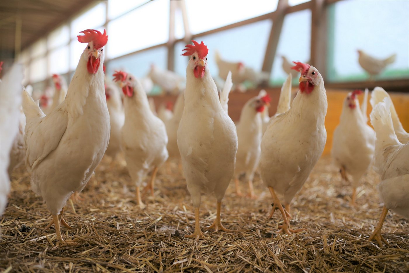 Die Delegierten von Gallo Suisse  beschliessen an ihrer Generalversammlung den Ausstieg aus dem Kükentöten. Die Eierbranche will mit der Zeit gehen, aber das Vertrauen der Konsumenten durch Schnellschüsse nicht missbrauchen. (Bild Melina Griffin/LID)