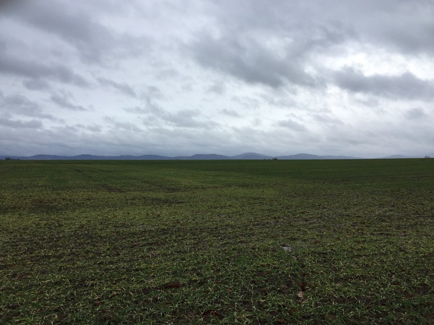 Äcker, soweit das Auge reicht: Landwirtschaftsflächen im ostsächsischen Oberseifersdorf. Grossbetriebe sind hier die Norm. (Bild jw)