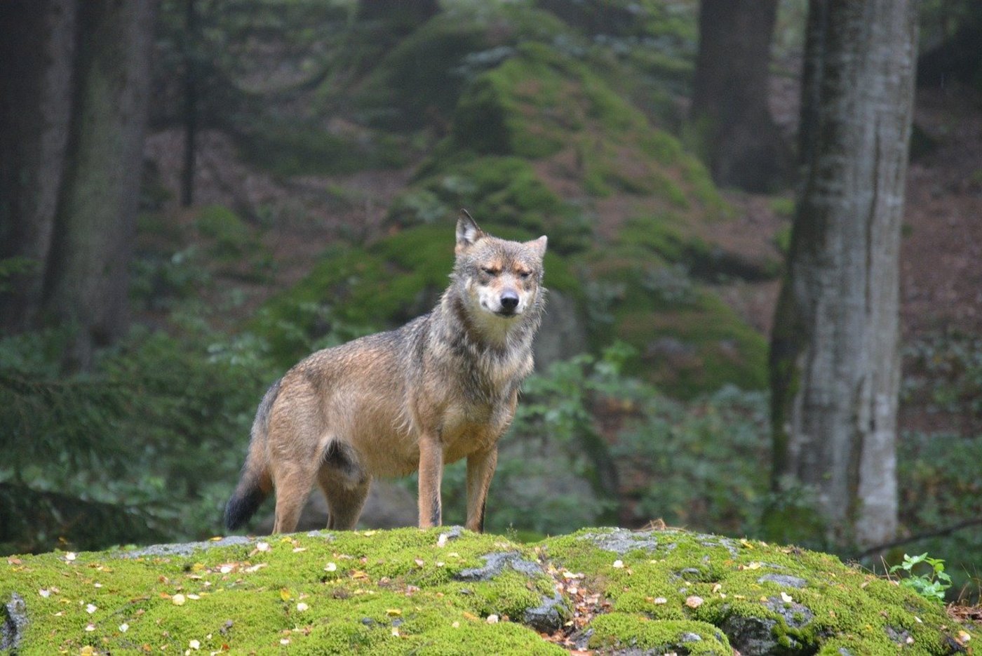Das Raubtier in Appenzell Innerrhoden erbeutete offenbar unter anderem einen Hirsch. (Symbolbild Meli1670 / Pixabay) 