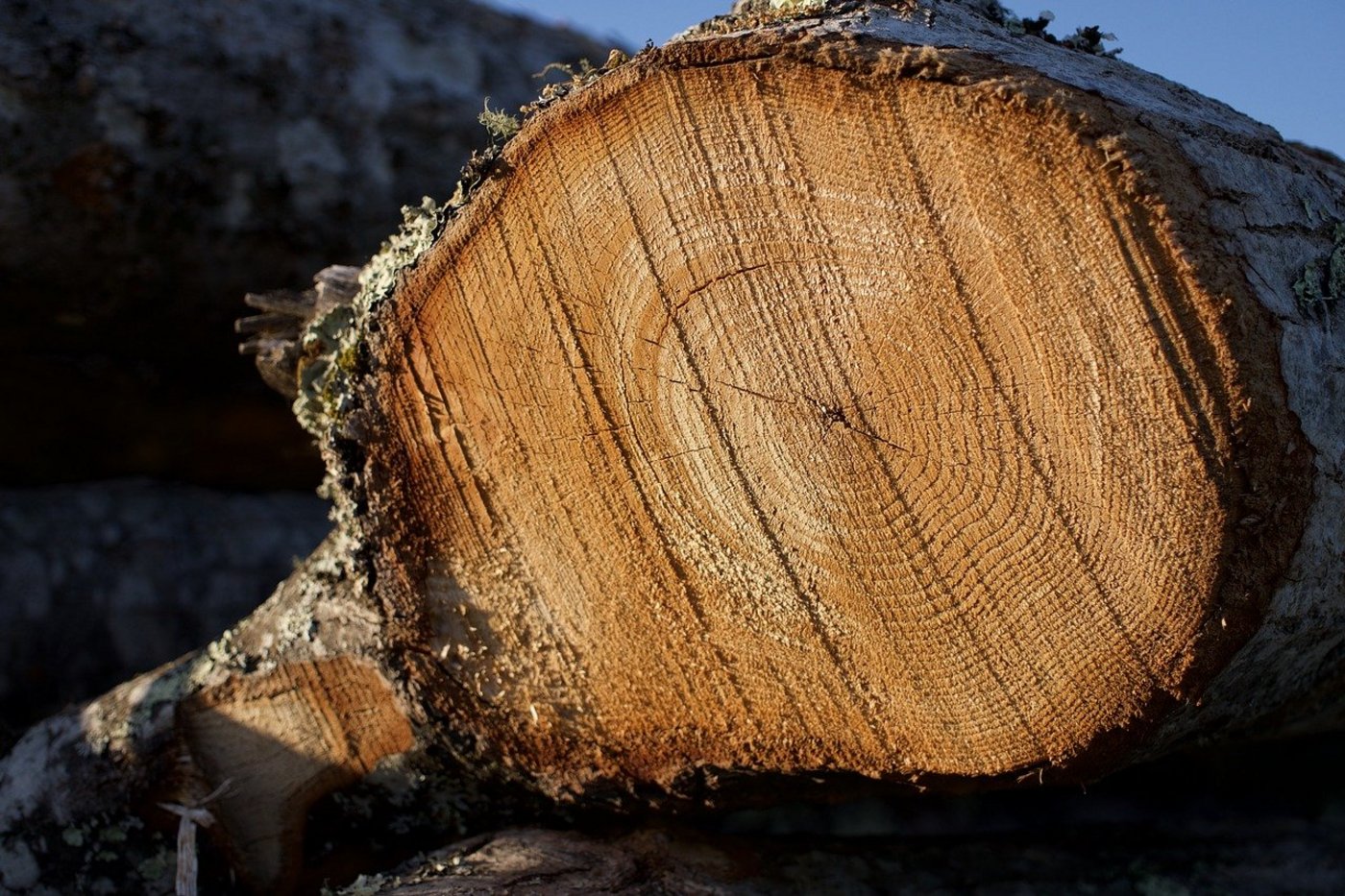 Von der Schweizer Holzernte macht Nadelholz zwei Drittel und Laubholz ein Drittel aus. (Symbolbild Pixabay)