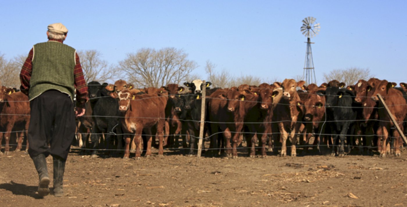 Die Rinderzucht in Argentinien entspricht laut STS längst nicht mehr den romantischen Gauchobildern (Symbolbild flickr.com / Alex Proimos / CC BY-NC 2.0) 