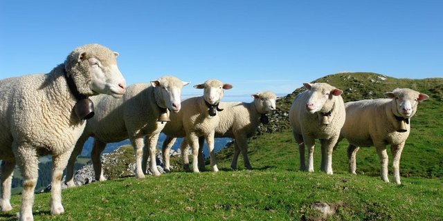 Mit der vom Verein Schweiz zum Schutz der ländlichen Lebensräume vor Grossraubtieren vorgeschlagenen neuen Abschussschwelle könnten Diskussionen über verletzte und vermisste Nutztiere vermieden werden. (Bild BauZ) 