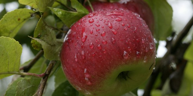 Eine aromatische Sorte aus dem 19. Jahrhundert: Albrechtsapfel. (Bild Markus Zuber)