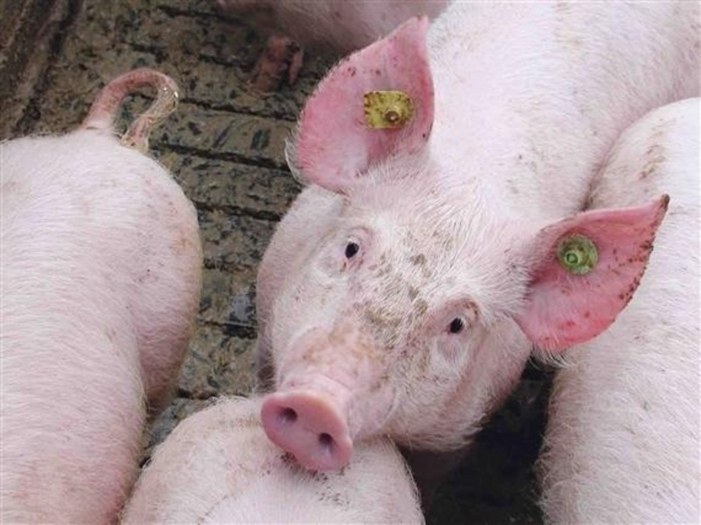 Es ist keine Verbesserung auf dem Schweinemarkt in Sicht. (Bild BauZ)
