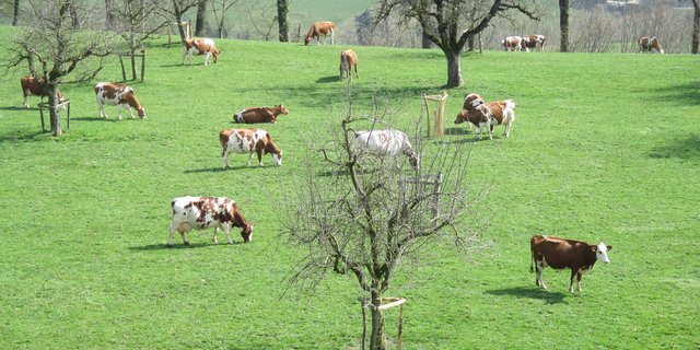 Die Herde von Josef und Anita Erni, Altbüron: Stiere wie Pancho, Frodo oder Joe aus ihrer Zucht sind bei Swissgenetics verfügbar. An der GV der IG Neue Schweizer Kuh vom 1. Juli 2021 kann der Betrieb besichtigt werden. (Bild IG Neue Schweizer Kuh)