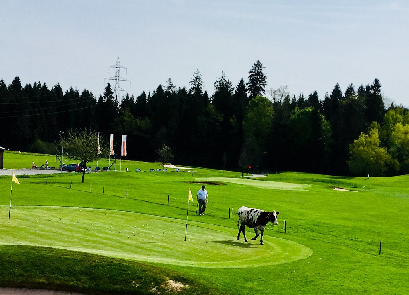 Das Rind hatte offenbar Interesse an einer Runde Golf. (Bild Kapo LU)