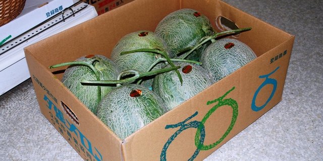 Drei Paar Yubari King Melonen für den Transport verpackt. (Bild Captain76)