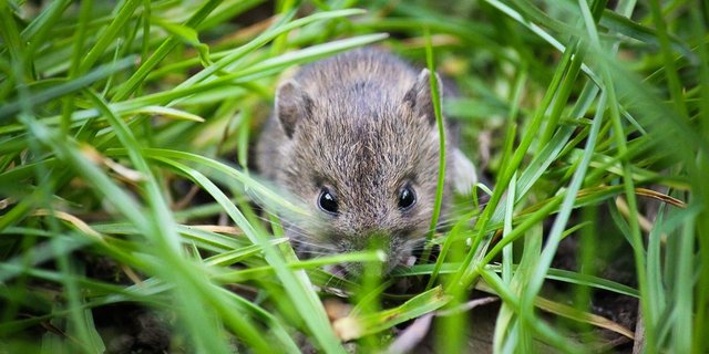 Wer auf Mäusejagd gehe, soll die Fallen nicht am Morgen stellen und erst am Abend kontrollieren. Das sei unproduktiv. Besser alle zwanzig bis dreissig Minuten kontrollieren. (Symbolbild Pixabay)