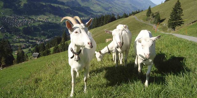  (Marlis Germann/landwirtschaft.ch)