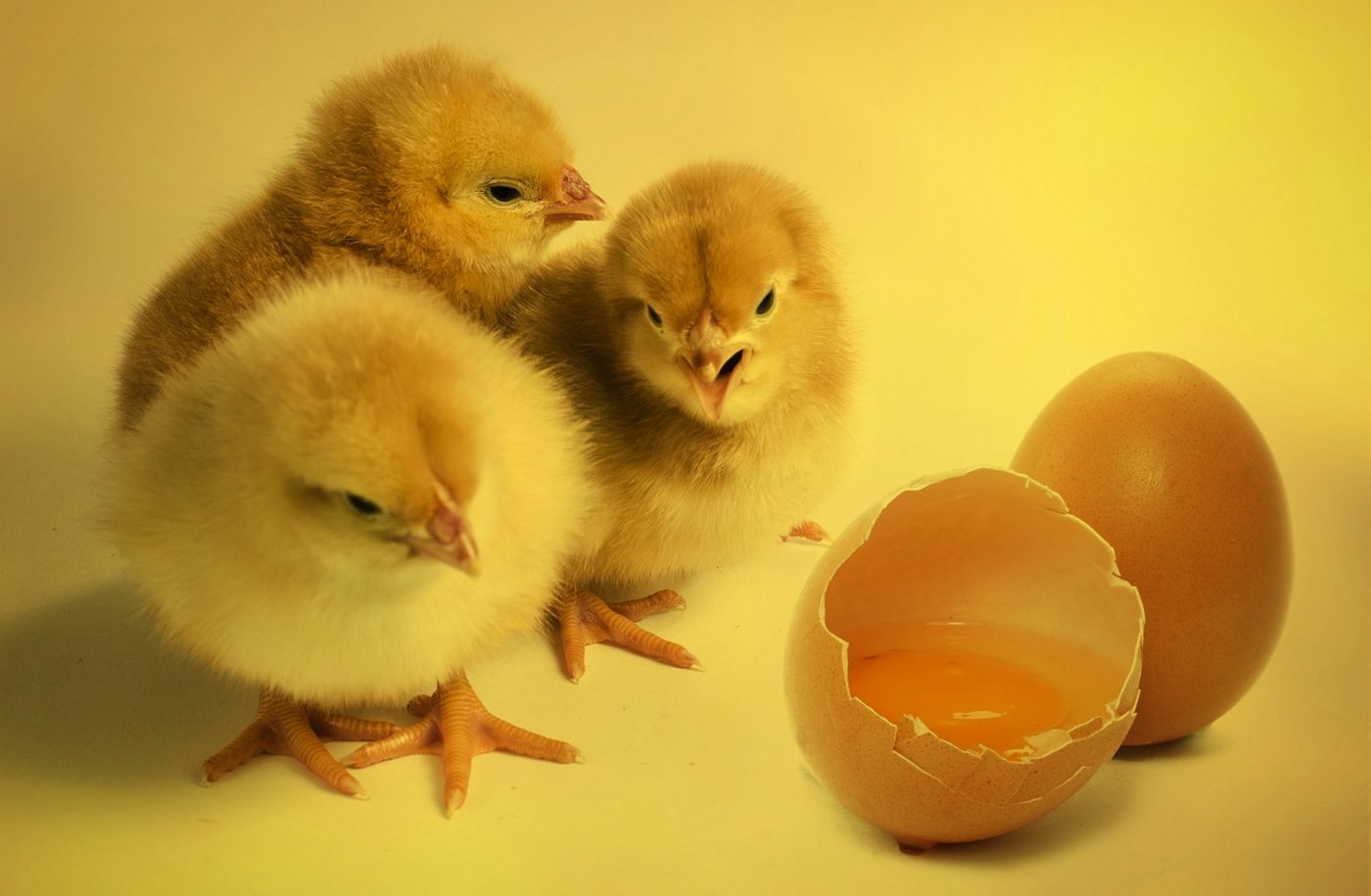 Das Schreddern eines lebenden Tieres stehe nicht im Einklang mit Artikel 1 des Tierschutzgesetzes, lautete der Tenor im Parlament. (Bild Pixabay)